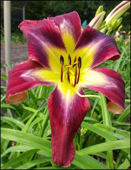 THE LILY FARM // Mark Carpenter Daylilies