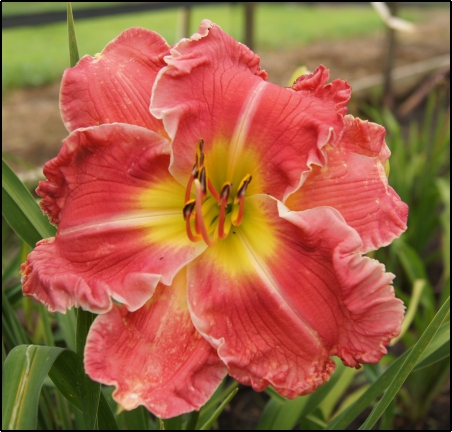 Daylily Dress